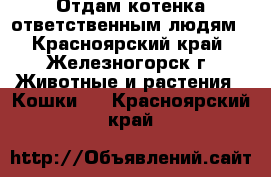 Отдам котенка ответственным людям - Красноярский край, Железногорск г. Животные и растения » Кошки   . Красноярский край